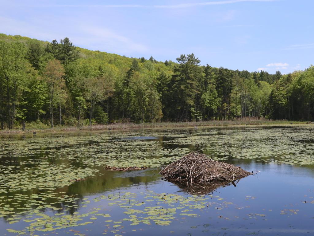 Lenox, Massachusetts, USA taken at Beaver Lodge at Pleasant Valley Wildlife Sanctuary with a lake in the foreground and trees in the distance. 