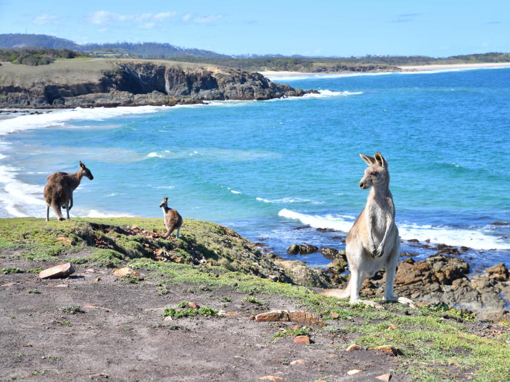 Kangaroos over a hill overlooking beautiful beach and bay