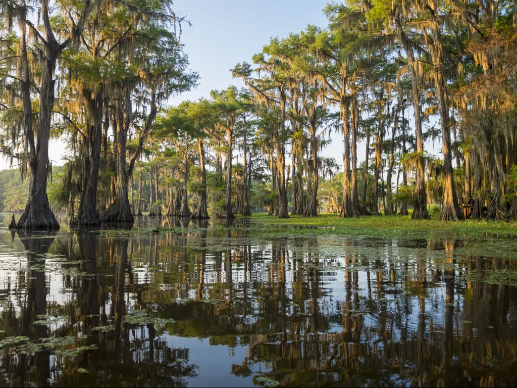 Bald cypress trees growing out of Caddo Lake on the Texas-Louisiana border.