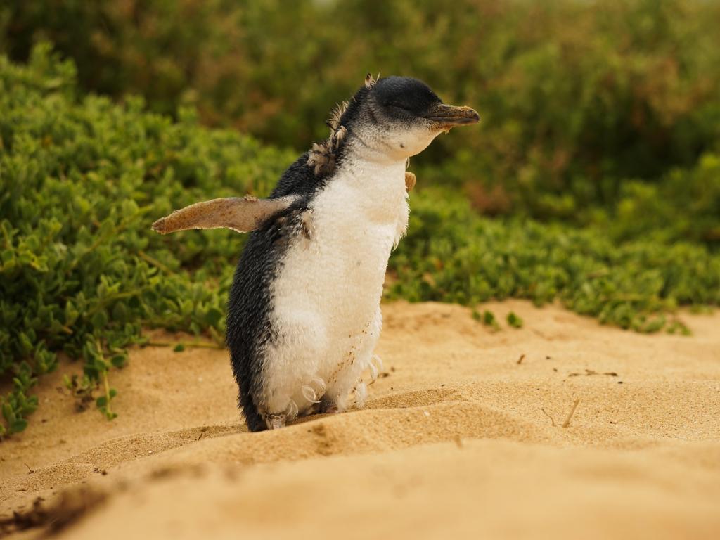 Little Penguin in Phillip Island Australia