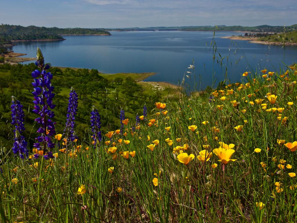 Yellow and purple wildflowers blooming in Millerton Lake State Park, with the lake in the background