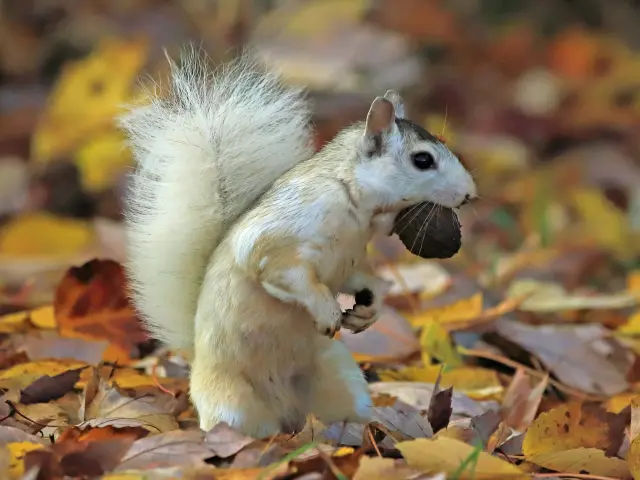 A white squirrel holding a nut in its mouth standing on autumn leaves on the floor