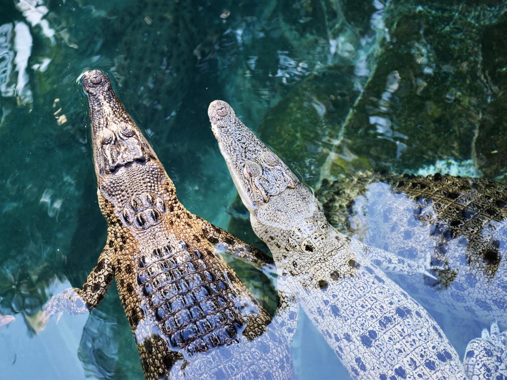 Juvenile Australian crocodiles in the water in Darwin