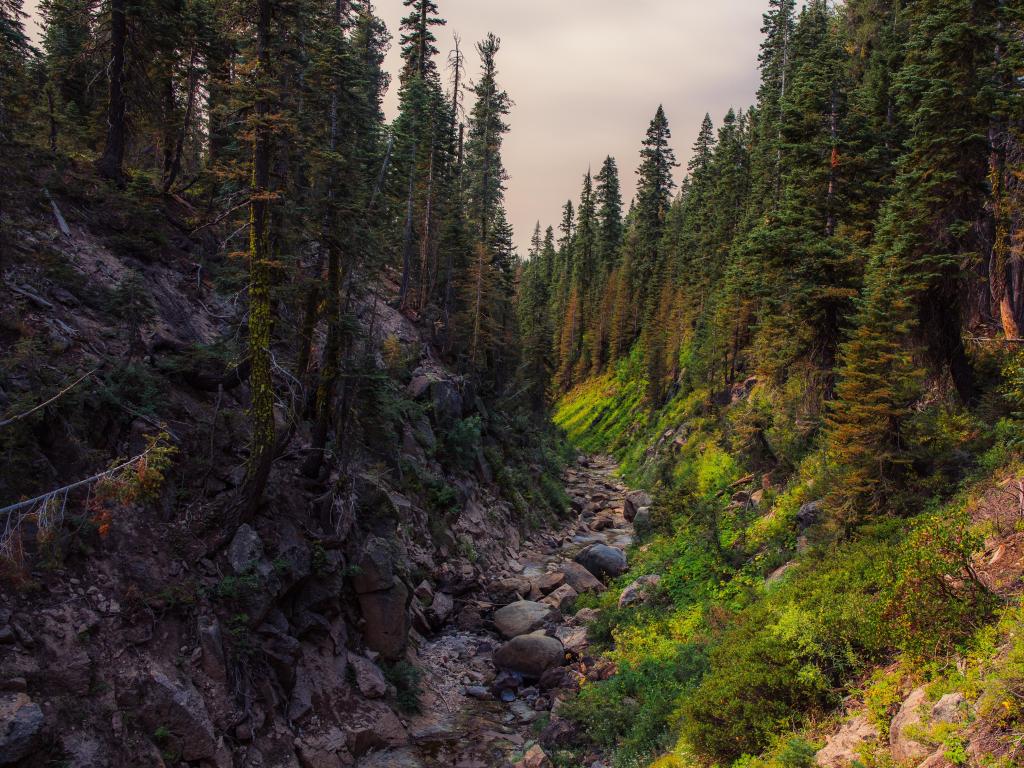 Tahoe National Forest, near Truckee, California, USA taken during a quiet morning forest in Tahoe National Forest at Royal Gorge with rocks and tall pine trees.