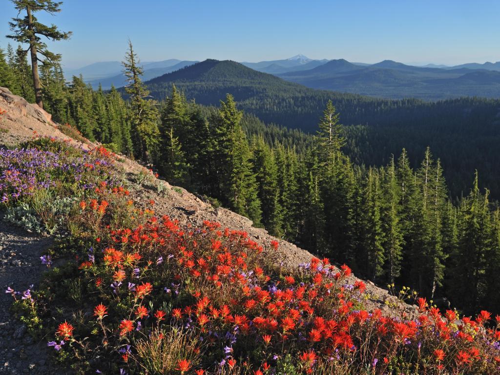 Red Indian paintbrush wildflowers at Crater Lake National Park in Oregon