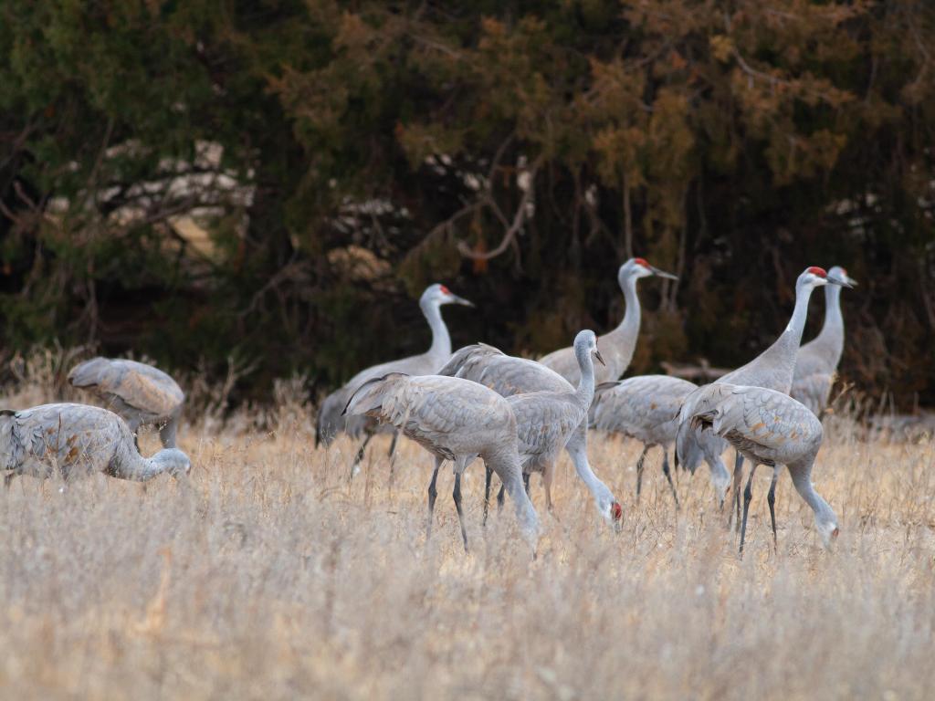 Sandhill Cranes gather in a field in Kearney, Nebraska, near the Platte River