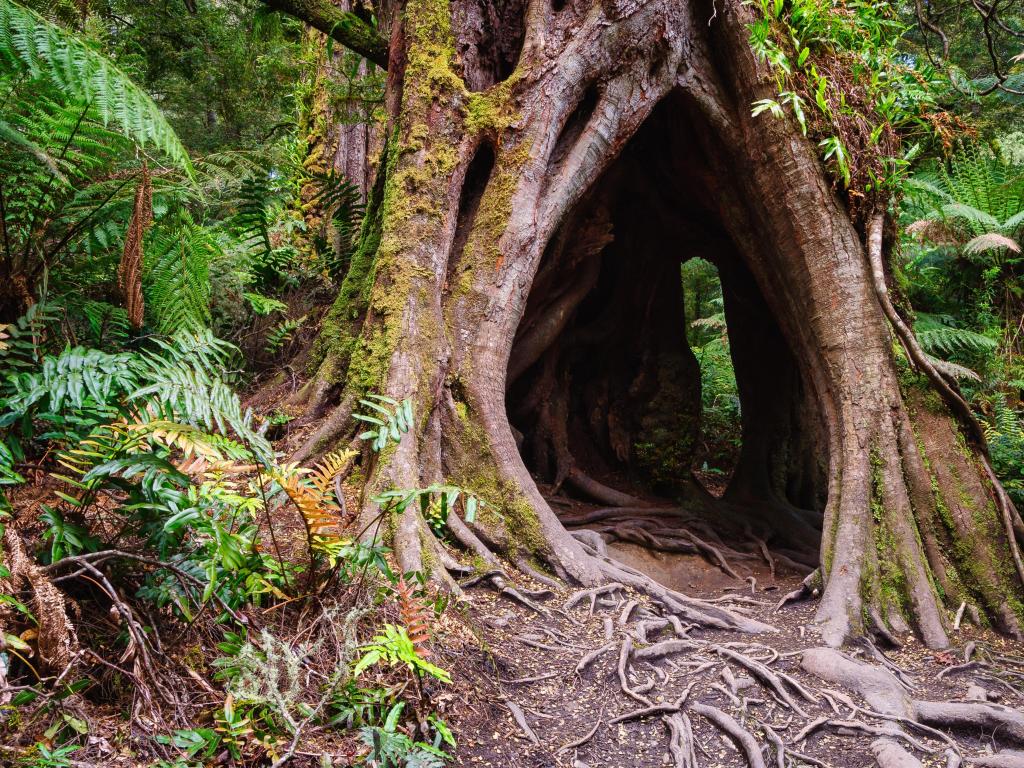 Maits Rest Rainforest walk in the heart of the beautiful Otway Ranges, walking through carved out tree trunks. Victoria, Australia