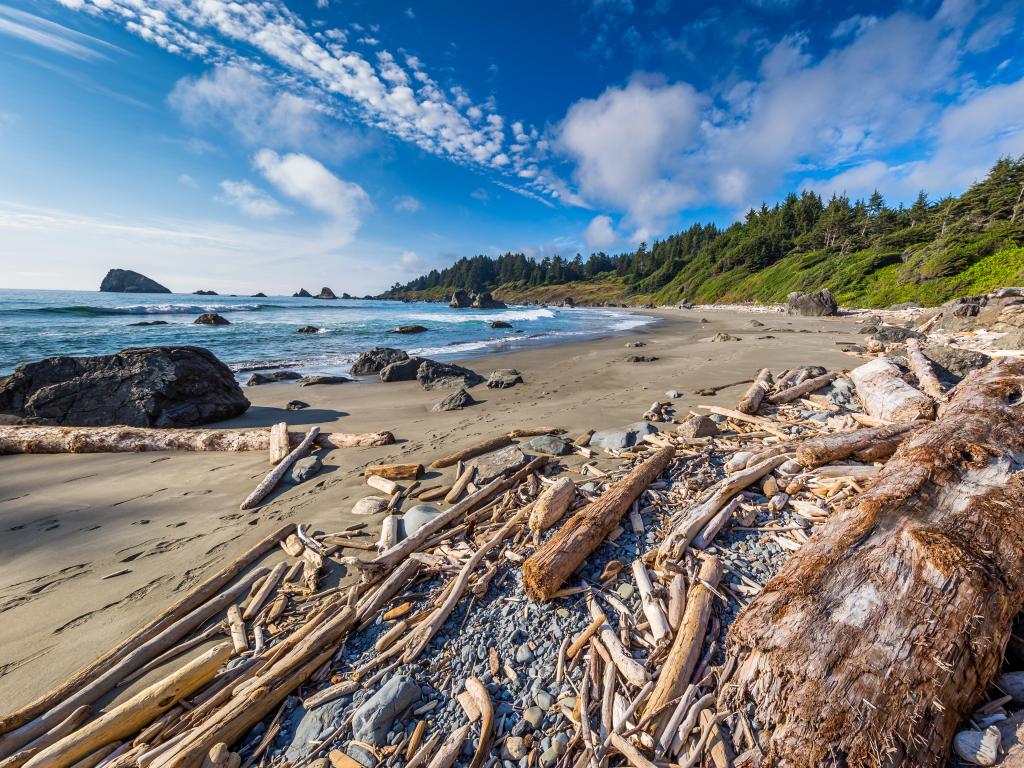 Redwood National Park, USA with the forest in the background and a beach with driftwood in the foreground on a sunny day.