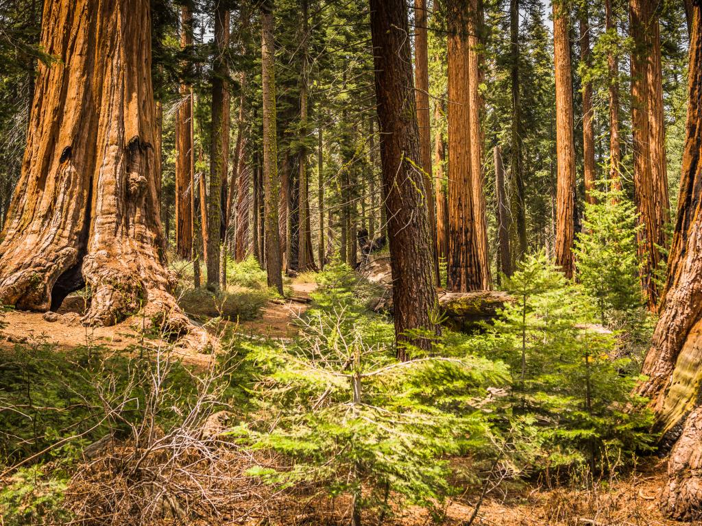 Giant sequoia trees growing in the Giant Forest Grove within the Sequoia National Park, California.