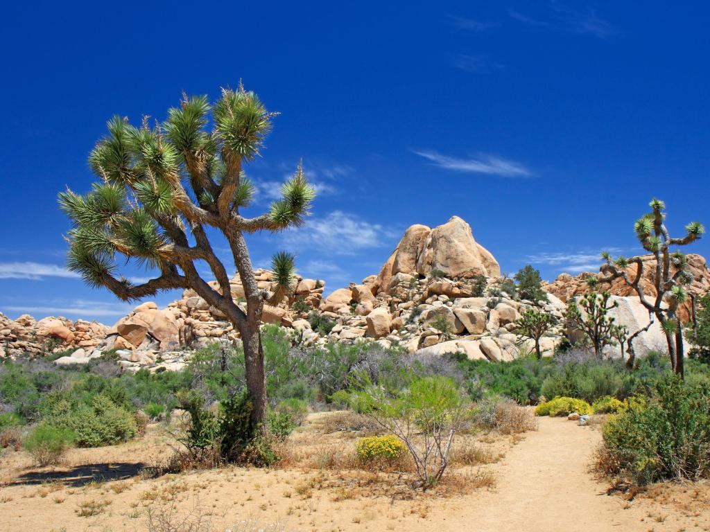 Landscape with a Joshua tree Joshua Tree National Park, USA.