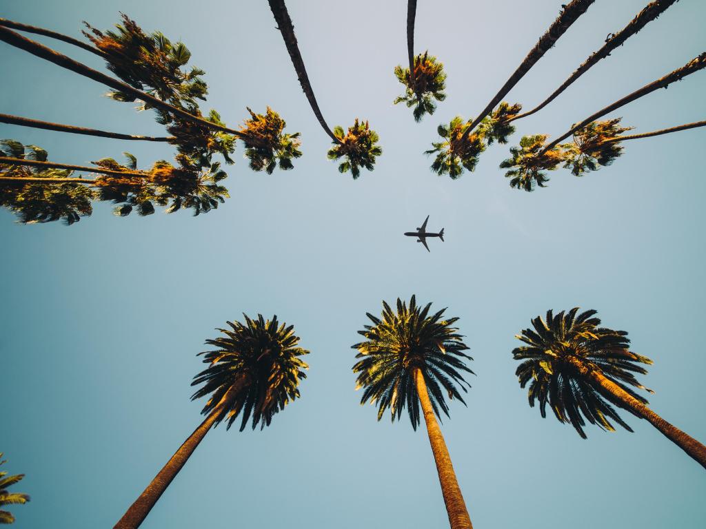 View of palm trees, sky and aircraft flying