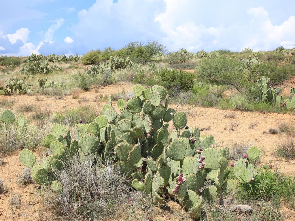 Prickly pear plants in the desert on a sunny day