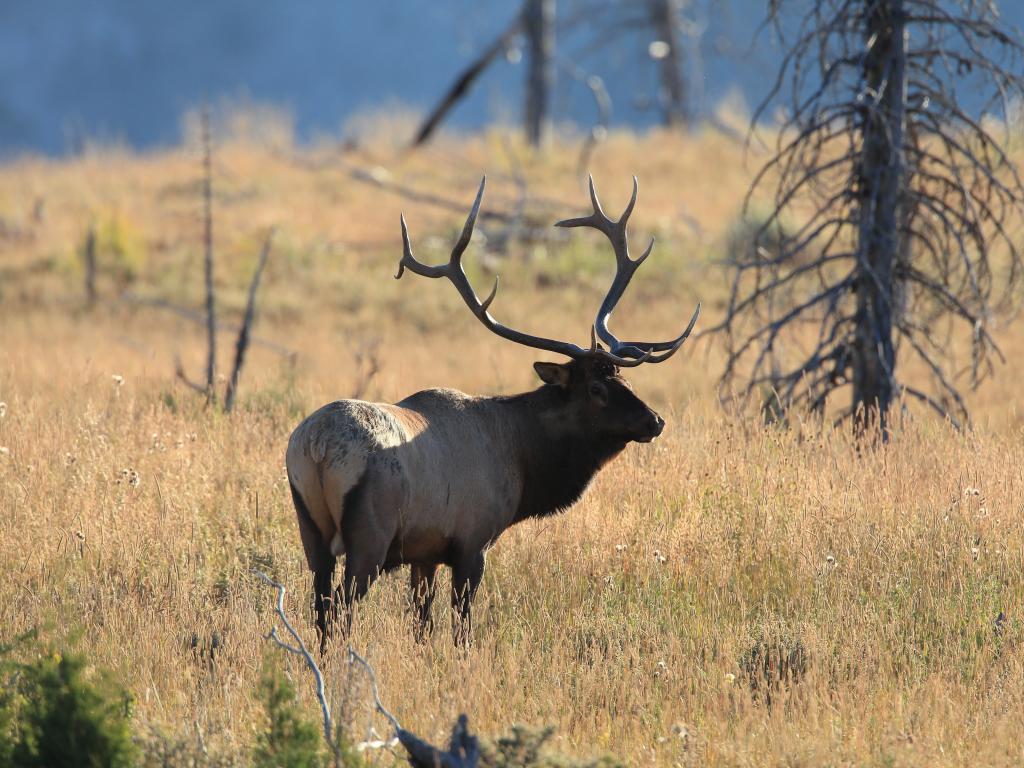 Spotting wildlife can be a fun game on the road - like this elk in the Yellowstone National Park.