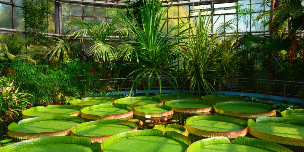 Giant lily pads on a pond at the Botanical Gardens, Cluj-Napoca