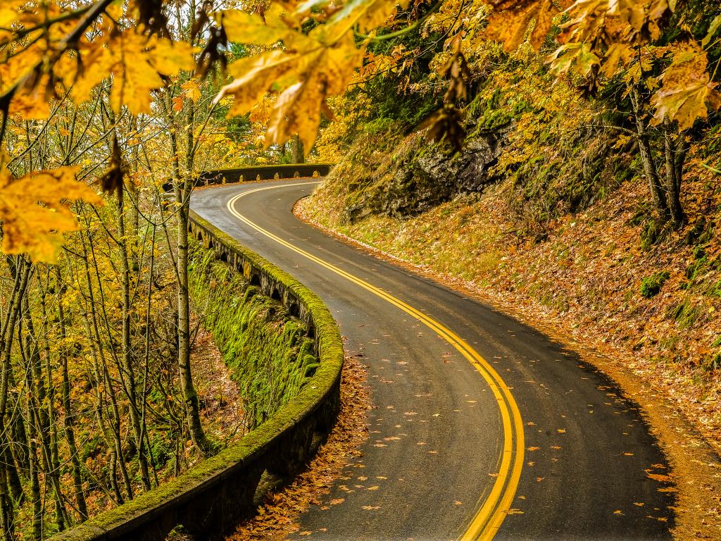 A breathtaking drive at Old Columbia River Highway at fall with the golden leaves falling in the road in Columbia River National Scenic Area, Orego