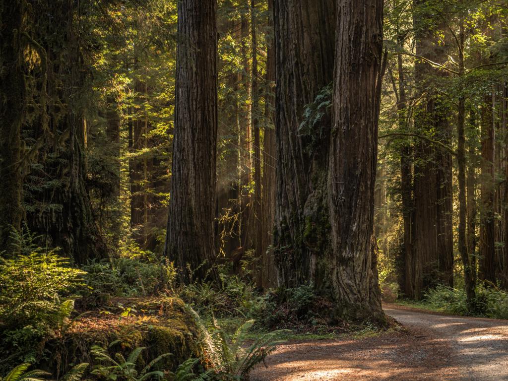 Massive redwood tree trunks rise up from fern-covered forest floor with a track running between the trees