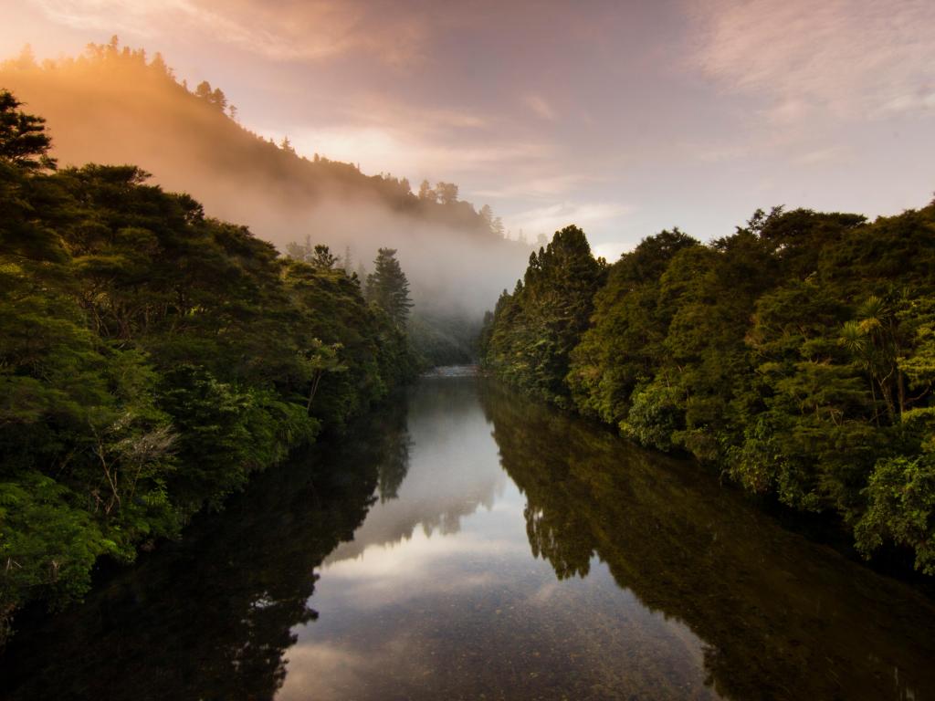 Coromandel Forest Park, New Zealand with a river through the forest on a misty day.