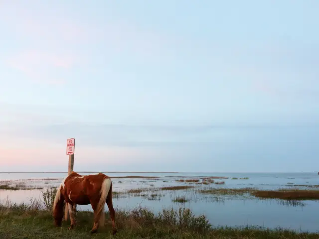 A wild horse grazing at sunset in front of a marsh on Chincoteague Island