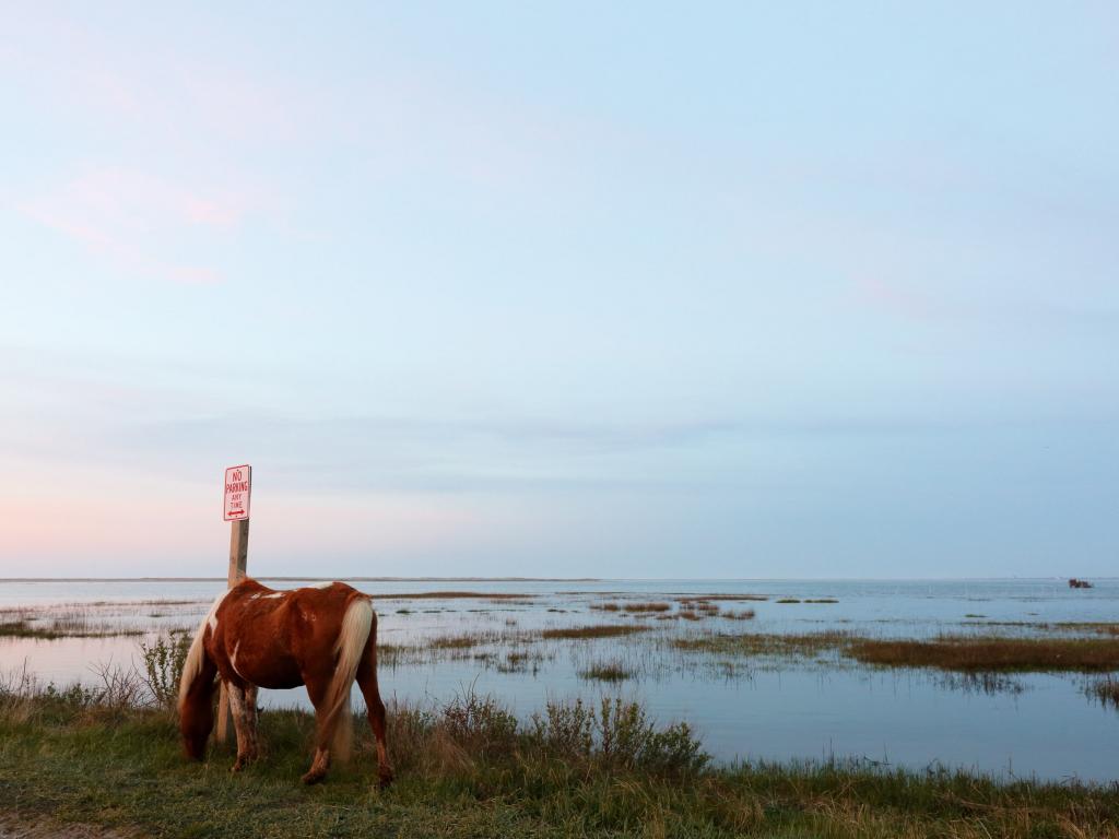 A wild horse grazing at sunset in front of a marsh on Chincoteague Island