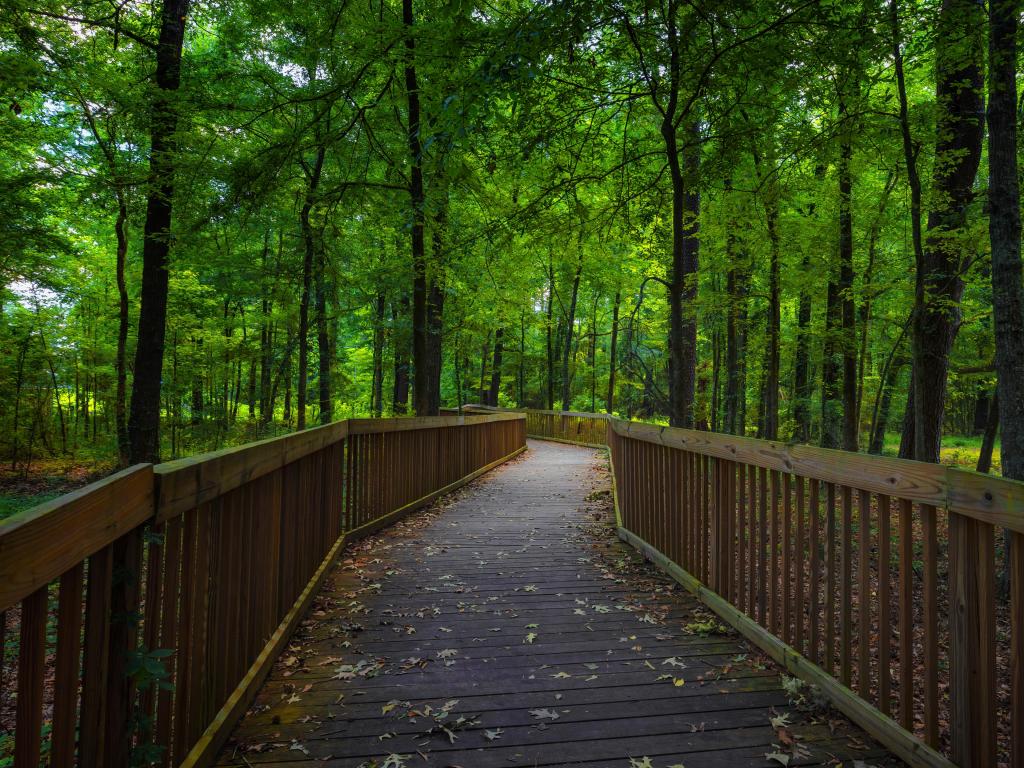 Natchez Trace Parkway in Mississippi, USA with a wooden footpath through a wooded area.