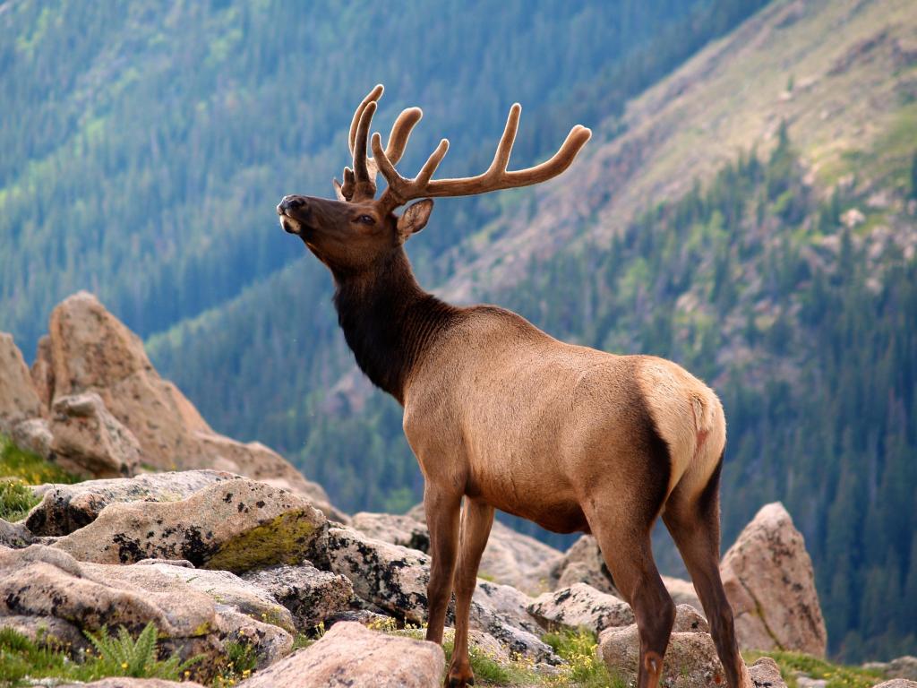 Rocky Mountain National Park Elk Herd