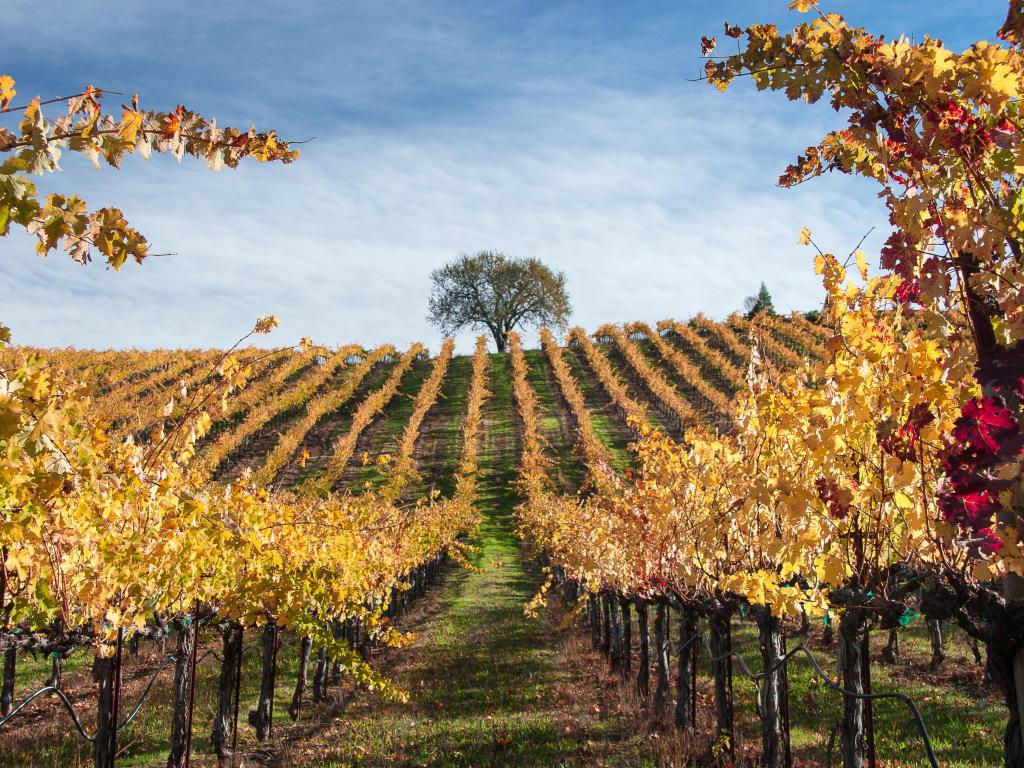Vineyards of Alexander Valley in Sonoma County.