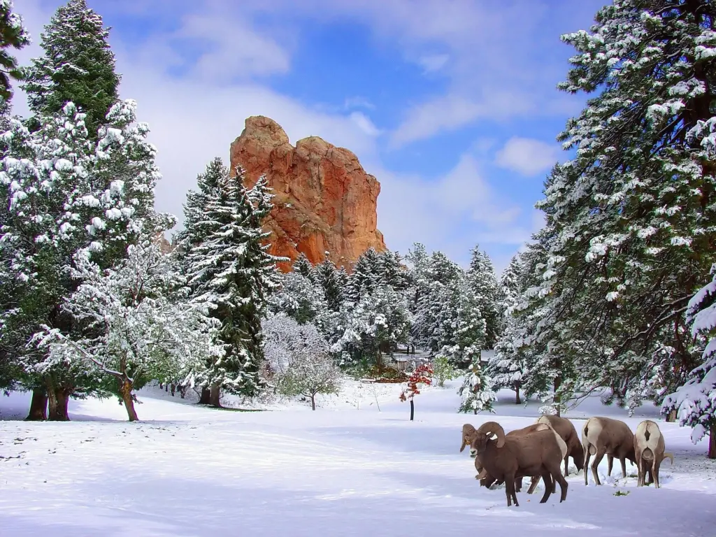 Bighorn Sheep walk through deep snow at Garden of the Gods, Colorado Springs, with red rock mountains in the background