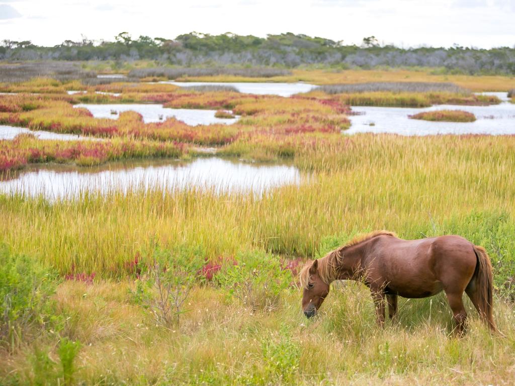 Assateague Island National Seashore, Maryland, USA with a wild pony (Equus caballus) surrounded by boggy grasslands. 
