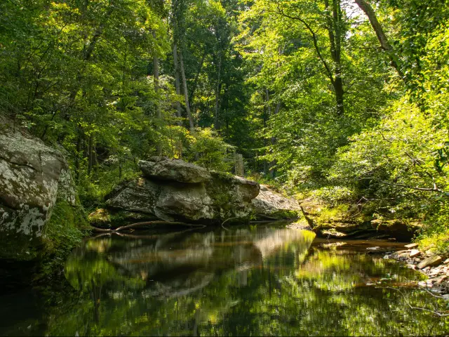 Lush green vegetation and trees reflected in a still pool