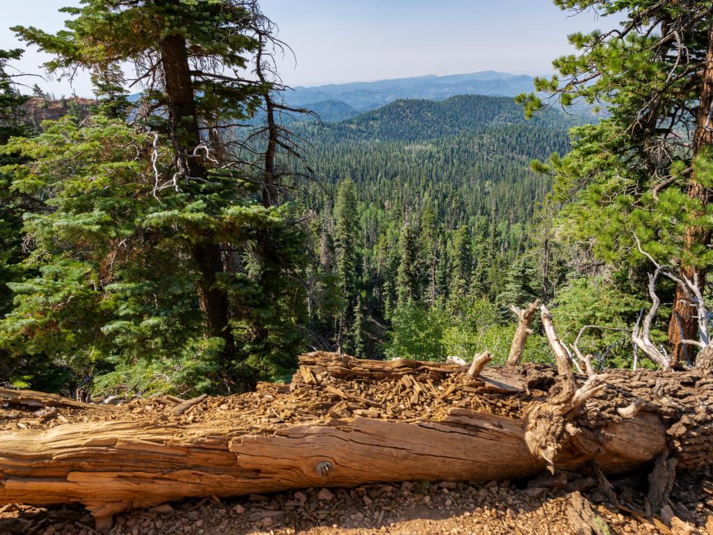 Hiking the scenic Cascade Falls Trail to see the waterfall at the end in the Dixie National Forest, Utah. A beautiful view of vast valleys filled with green pine trees and distant blue mountains.