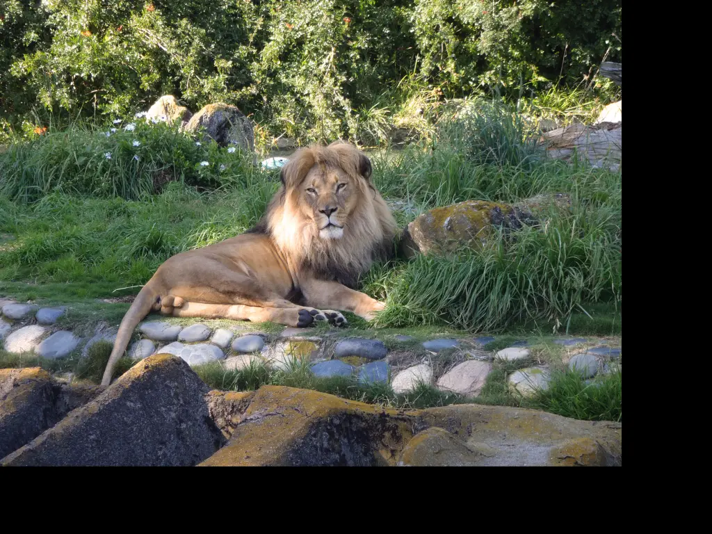 Lions relaxing in the San Francisco Zoo
