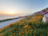 Orange and pink wild flowers next to the road at Big Sur, with the ocean at the foot of cliffs and misty distance
