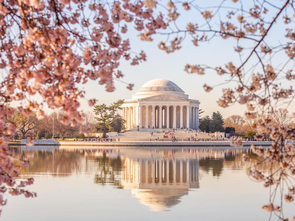 Washington DC, USA with cherry blossom in the foreground and The Jefferson Memorial in the background taken on a clear day, just before sunset,