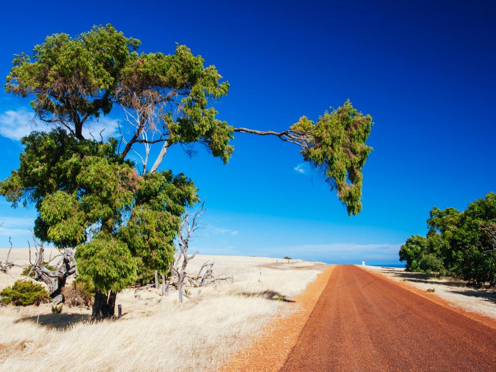 Red dirt road with dry grass and gum trees on either side and a bright blue sky