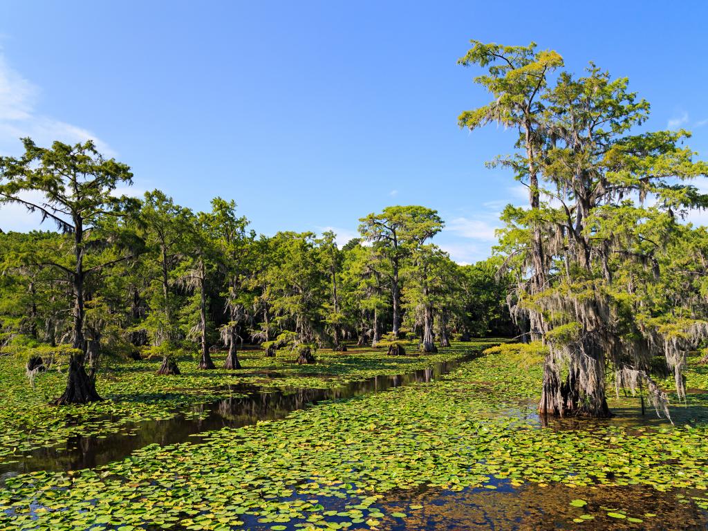 Cypress trees growing out of Caddo Lake in Texas