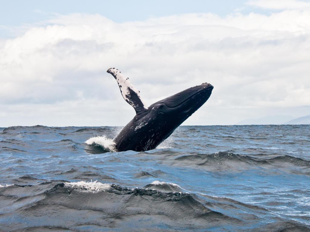 Humpback whale leaps out of choppy grey ocean in front of a cloudy sky