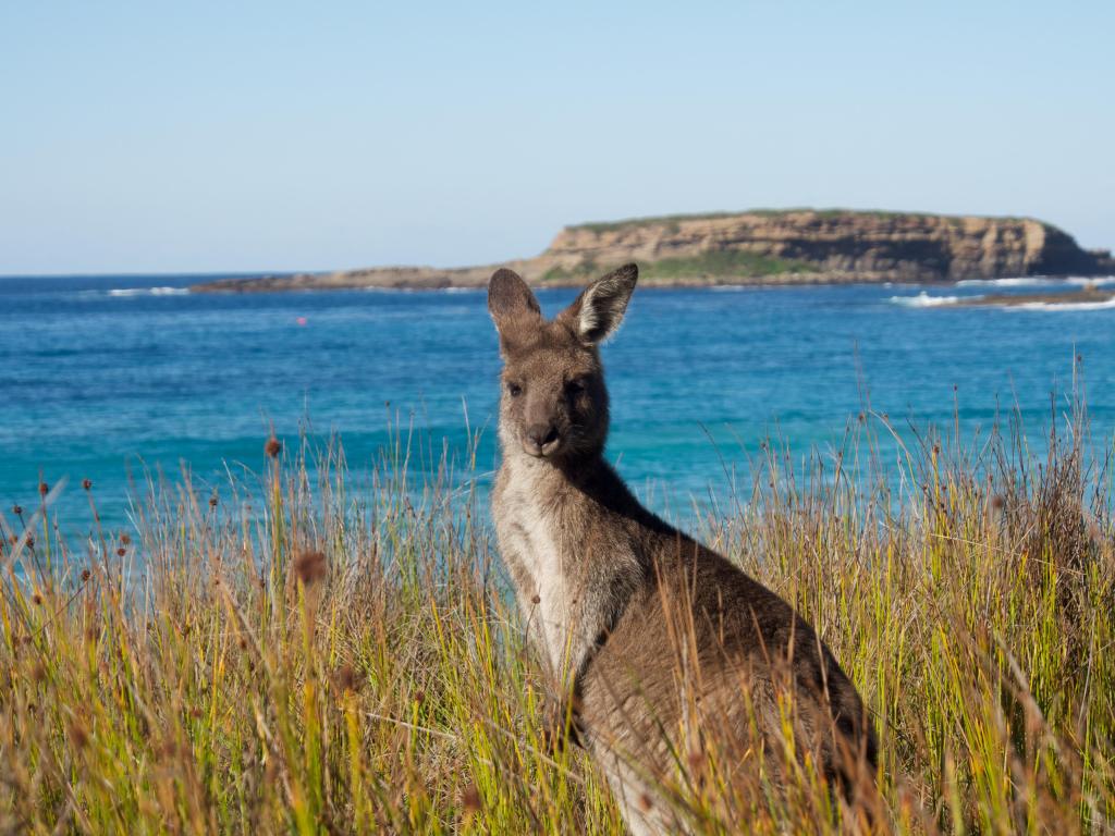 Batemans Bay, Australia with a portrait of at kangaroo in the foreground and sea behind.