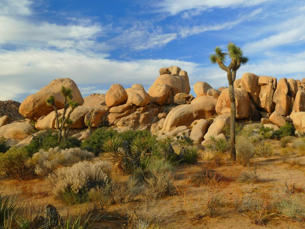 Joshua Tree National Park, California, USA with beautiful scenery and plants in the foreground, boulders in the distance on a sunny day.