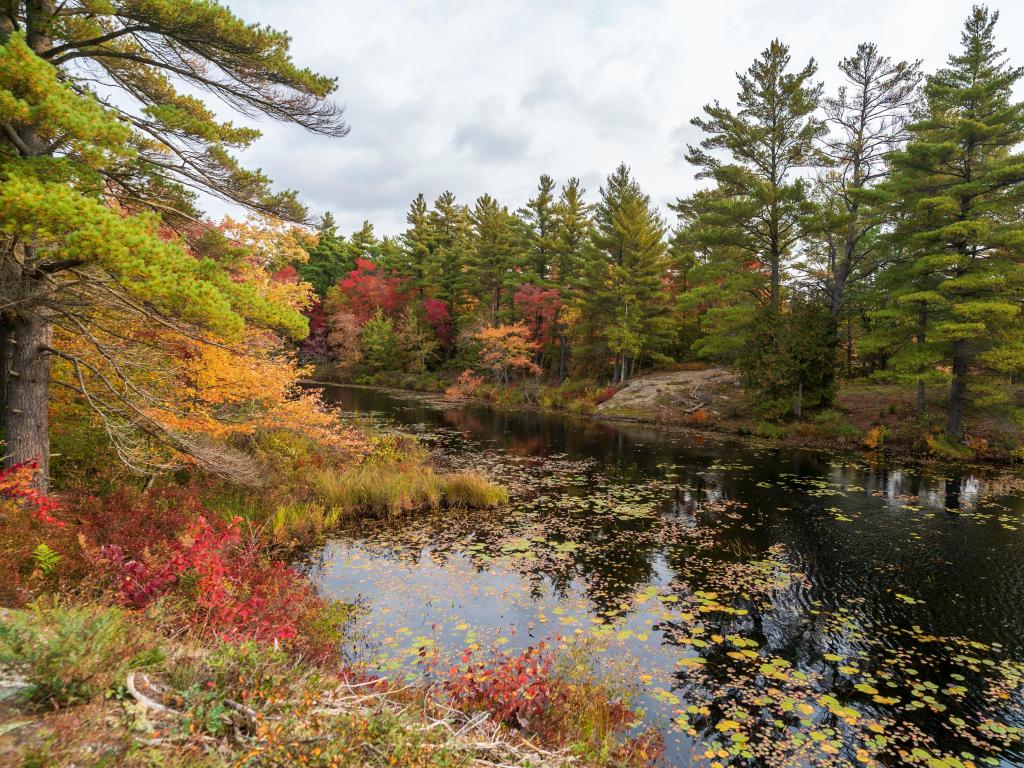 Kawartha Highlands Provincial Park, Ontario, Canada with a calm, tranquil, peaceful river flowing beneath the fall leaves and surrounding woodland. 