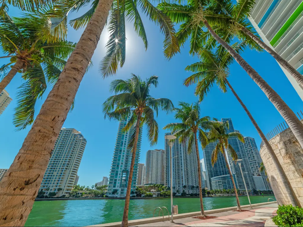 Palm trees and high rise buildings with blue sea and sky taken from low vantage point