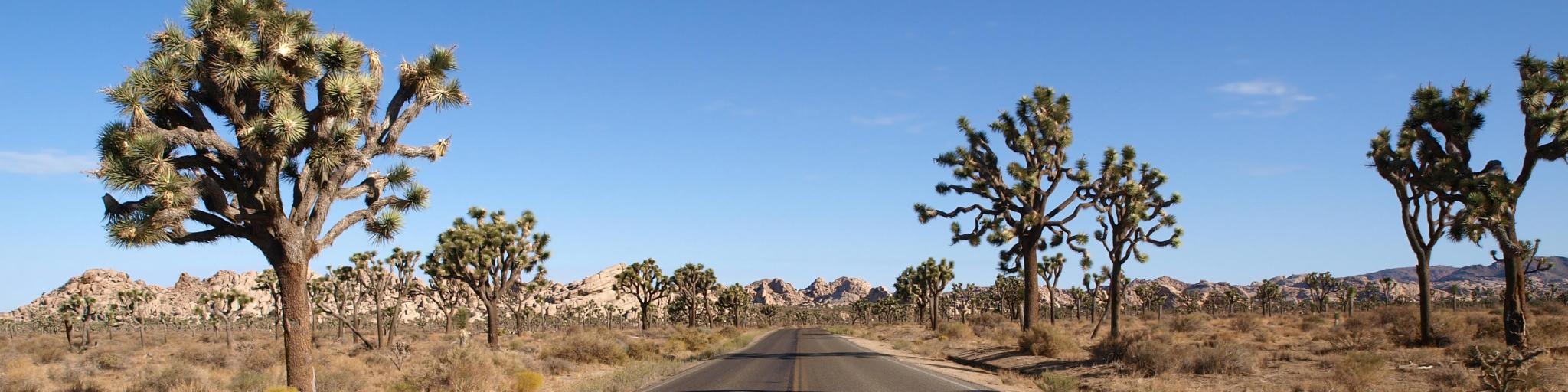 Route 66 with Joshua Trees deep inside California's Mojave Desert.