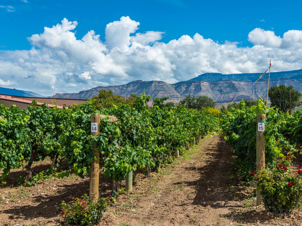 A wonderful morning at Palisades Colorado with a beautiful view of the Vineyard in front of the Book Cliffs