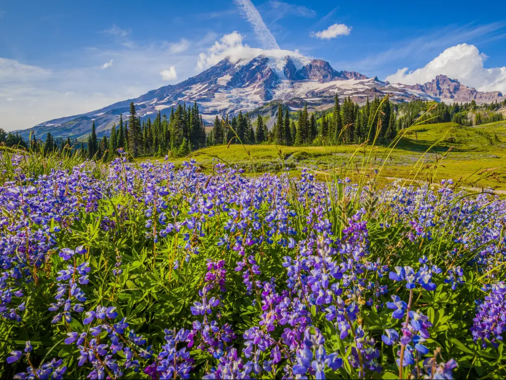 A snow-capped mountain rises up in the background behind tree-covered rolling green hills and close-up blue and purple wild flowers in the foreground