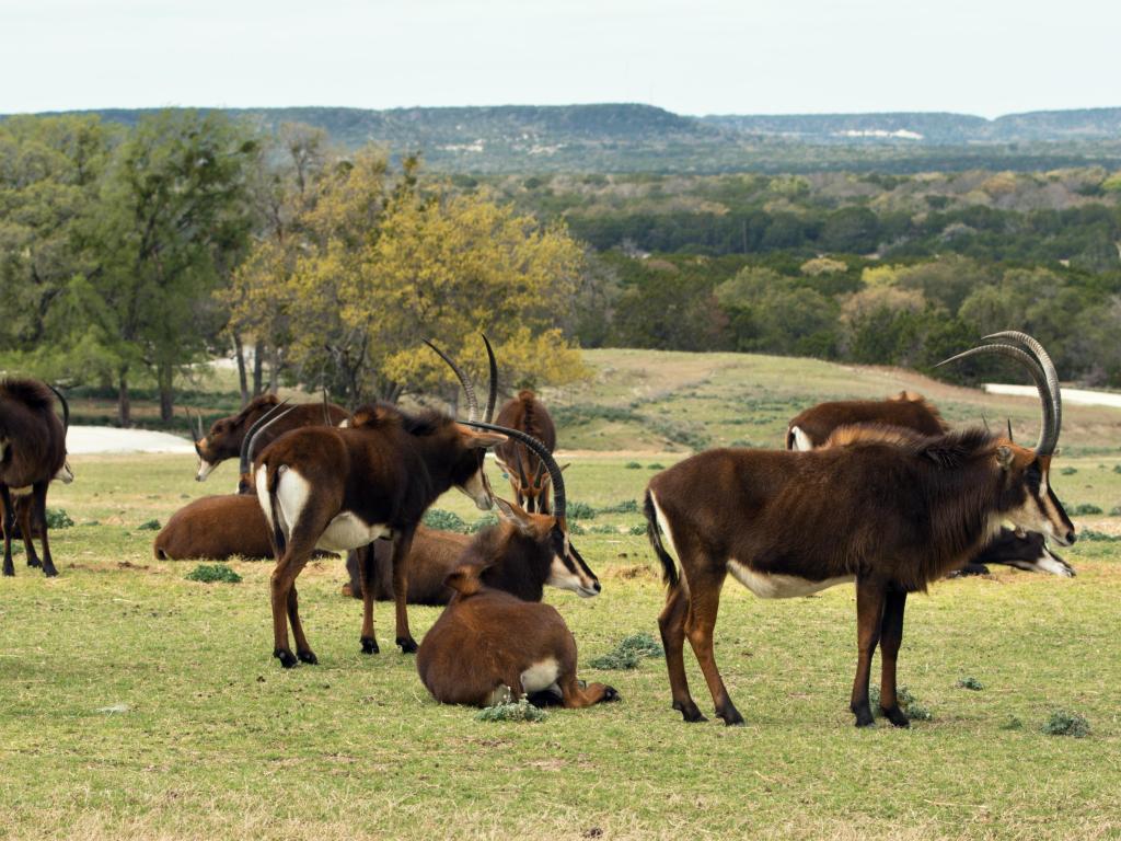 Herd of Sable Antelope in protective circle at Fossil Rim Wildlife Center near Glen Rose, Texas