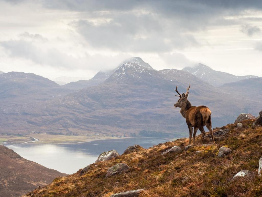 Loch Torridon, Scotland, UK with a wild stag in the foreground overlooking the loch and the dramatic Wester Ross mountain range in the distance on a cloudy day.