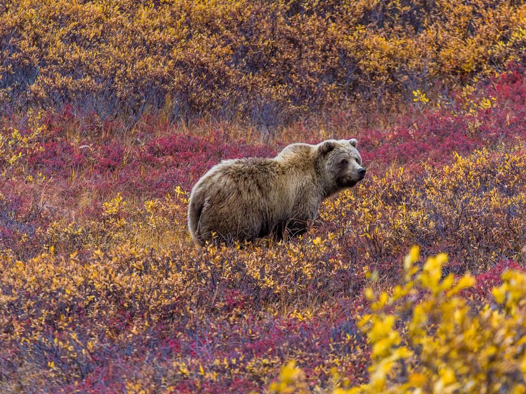 Denali National Park, Alaska with a grizzly bear in Denali National Park feeding in a red-leaved patch of blueberries.