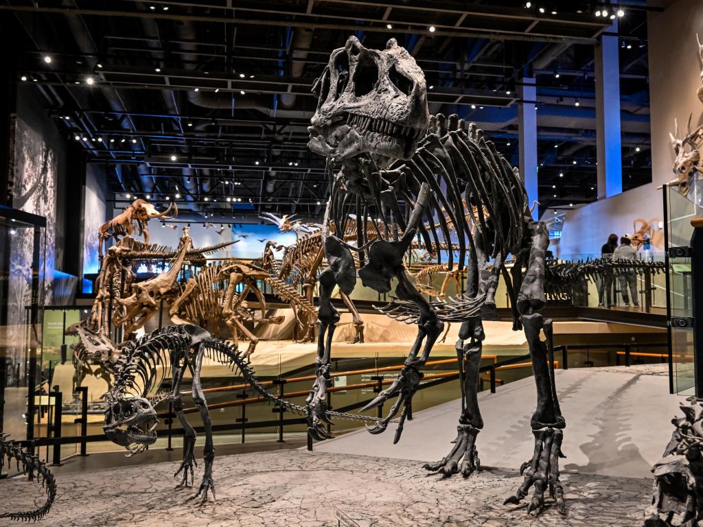 Upright dinosaur skeletons at display in the museum in Salt Lake City