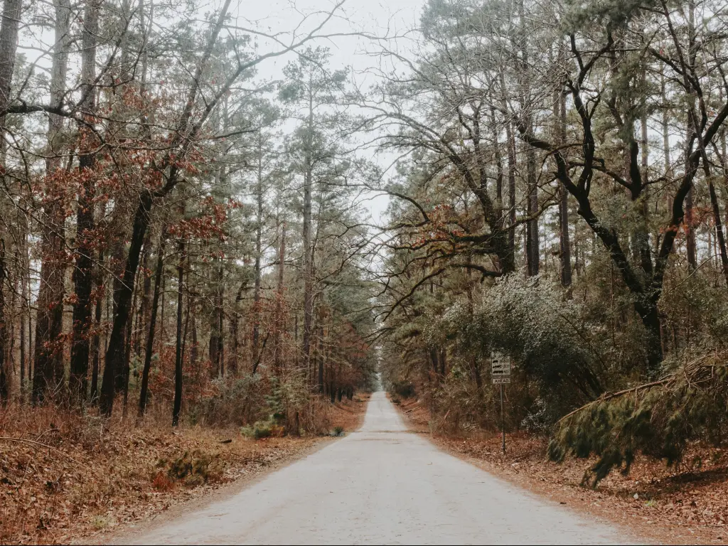 Forest trees surrounding the road through Davy Crockett National Forest