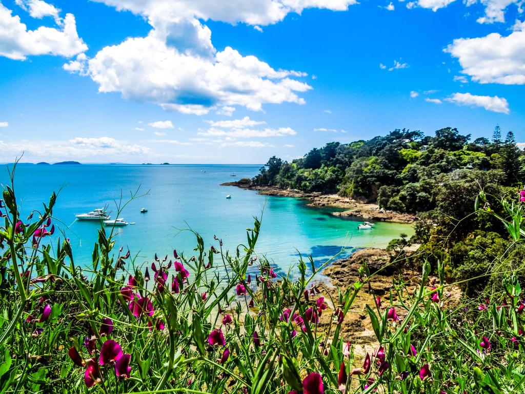 Hekerua Bay on Waiheke Island in New Zealand with sail boats on the water below and pretty purple flowers in the foreground. Taken on a bright summer day