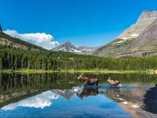 Glacier National Park, Montana, USA with wildlife walking through the lake in the foreground and mountains in the distance on a sunny day.